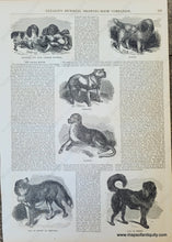 Load image into Gallery viewer, Genuine-Antique-Illustration-Print-Dog-Breeds-1854-Gleason's-Pictorial-Drawing-Room-Companion-PRN066-Maps-Of-Antiquity