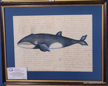 Load image into Gallery viewer, Baleen Whale - Reproduction on Antique Paper (Framed)