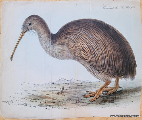 Genuine-Antique-Print-Apteryx-Australis-New-Zealand-Southern-Brown-Kiwi-1833-Gould-Zoological-society-of-London-Maps-Of-Antiquity