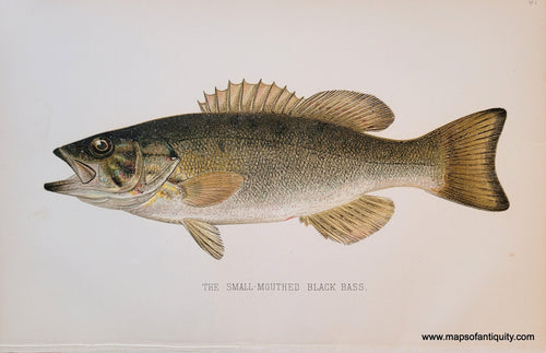 Genuine-Antique-Print-The-Small-Mouthed-Black-Bass-1900-Denton-Maps-Of-Antiquity