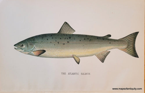 Genuine-Antique-Print-The-Atlantic-Salmon-1900-Denton-Maps-Of-Antiquity