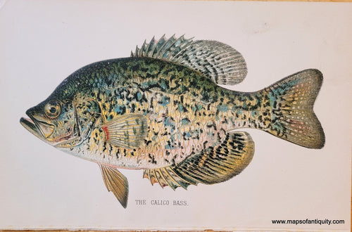 Genuine-Antique-Print-The-Calico-Bass-1900-Denton-Maps-Of-Antiquity