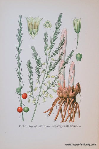Genuine-Antique-Chromolithograph-Print-Asparagus-officinalis-L--1891-Masclef-Bonnier-Maps-Of-Antiquity