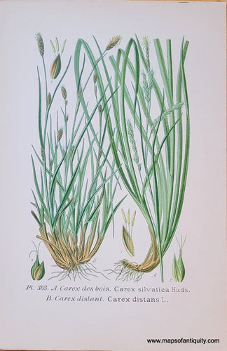 Genuine-Antique-Chromolithograph-Print-Carex-silvatica-Huds-And-Carex-distans-L--1891-Masclef-Bonnier-Maps-Of-Antiquity