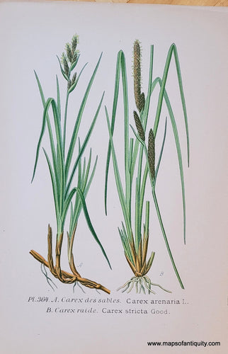 Genuine-Antique-Chromolithograph-Print-Carex-arenaria-L-And-Carex-stricta-Good--1891-Masclef-Bonnier-Maps-Of-Antiquity