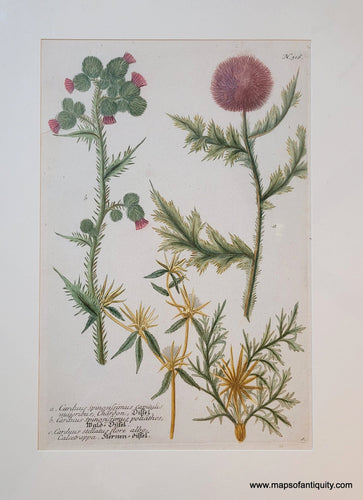 Genuine-Antique-Copper-Plate-Print-Thistles---Carduus-spinosissimus-capitulis-majoribus-Carduus-spinosissimus-poliathos-Carduus-stellatus-flore-albo-1740-Johann-Wilhelm-Weinmann-Maps-Of-Antiquity