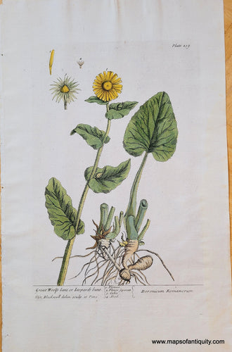 Genuine-Antique-Copper-Plate-Print-Great-Woolfs-bane-or-Leopards-bane-1739-Elizabeth-Blackwell-Maps-Of-Antiquity