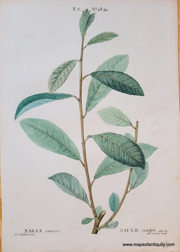 Genuine-Antique-Print-Salix-cierea-1819-Redoute-Maps-Of-Antiquity