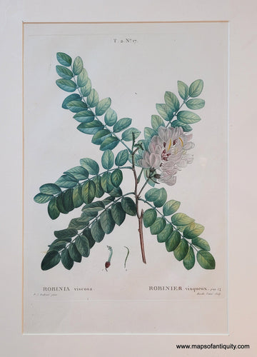 Genuine-Antique-Print-Robinia-viscosa-1819-Redoute-Maps-Of-Antiquity
