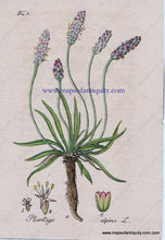 Load image into Gallery viewer, Antique-Hand-Colored-Botanical-Print-Plantago-alpina-L.-or-Alpine-Plantain-Botanical-Illustration-Antique-Prints--Natural-History-Botanical-1828-Jacob-Sturm-Maps-Of-Antiquity