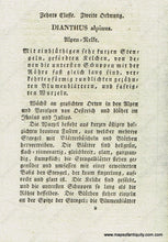 Load image into Gallery viewer, 1828 - Dianthus Alpinus L. Or Alpine Pink Botanical Illustration Antique Print Genuine Hand-Colored