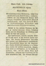 Load image into Gallery viewer, 1828 - Alchemilla Alpina L. Or Alpine Lady’s Mantle Botanical Illustration Antique Print Genuine