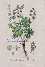 Load image into Gallery viewer, Antique-Hand-Colored-Botanical-Print-Alchemilla-alpina-L.-or-Alpine-Lady's-Mantle-Botanical-Illustration-Antique-Prints--Natural-History-Botanical-1828-Jacob-Sturm-Maps-Of-Antiquity
