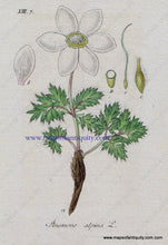 Load image into Gallery viewer, Antique-Hand-Colored-Botanical-Print-Anemone-alpina-L.-or-alpine-pasqueflower-Botanical-Illustration-Antique-Prints--Natural-History-Botanical-1828-Jacob-Sturm-Maps-Of-Antiquity