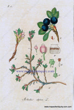 Load image into Gallery viewer, Antique-Hand-Colored-Botanical-Print-Arbutus-alpina-L.-or-mountain-bearberry-Botanical-Illustration-Antique-Prints--Natural-History-Botanical-1828-Jacob-Sturm-Maps-Of-Antiquity