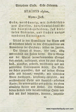 Load image into Gallery viewer, 1828 - Stachys Alpina L. Or Mountain Heal-All Woundwort Antique Botanical Print Genuine Hand-Colored