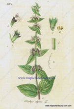 Load image into Gallery viewer, Antique-Hand-Colored-Botanical-Print-Stachys-alpina-L.-or-mountain-heal-all-or-woundwort-Antique-Prints--Natural-History-Botanical-1828-Jacob-Sturm-Maps-Of-Antiquity