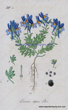 Load image into Gallery viewer, Antique-Hand-Colored-Botanical-Print-Linaria-alpina-Pers.-Or-alpine-toadflax-Antique-Prints--Natural-History-Botanical-1828-Jacob-Sturm-Maps-Of-Antiquity
