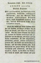 Load image into Gallery viewer, 1808 - Cnicus Acaulis L. Or Stemless Thistle Antique Botanical Print Genuine Hand-Colored