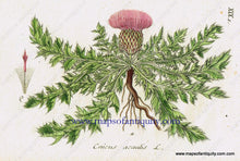 Load image into Gallery viewer, Antique-Hand-Colored-Botanical-Print-Cnicus-acaulis-L.-or-stemless-thistle-Antique-Prints--Natural-History-Botanical-1808-Jacob-Sturm-Maps-Of-Antiquity