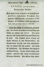 Load image into Gallery viewer, 1808 - Cytifus Purpureus Scop. Or Purple Broom Antique Botanical Print Genuine Hand-Colored