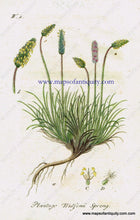 Load image into Gallery viewer, Antique-Hand-Colored-Botanical-Print-Plantago-Wulfenii-Sprengel-similar-to-Plantago-lanceolata-or-narrowleaf-plantain-Antique-Prints--Natural-History-Botanical-1808-Jacob-Sturm-Maps-Of-Antiquity