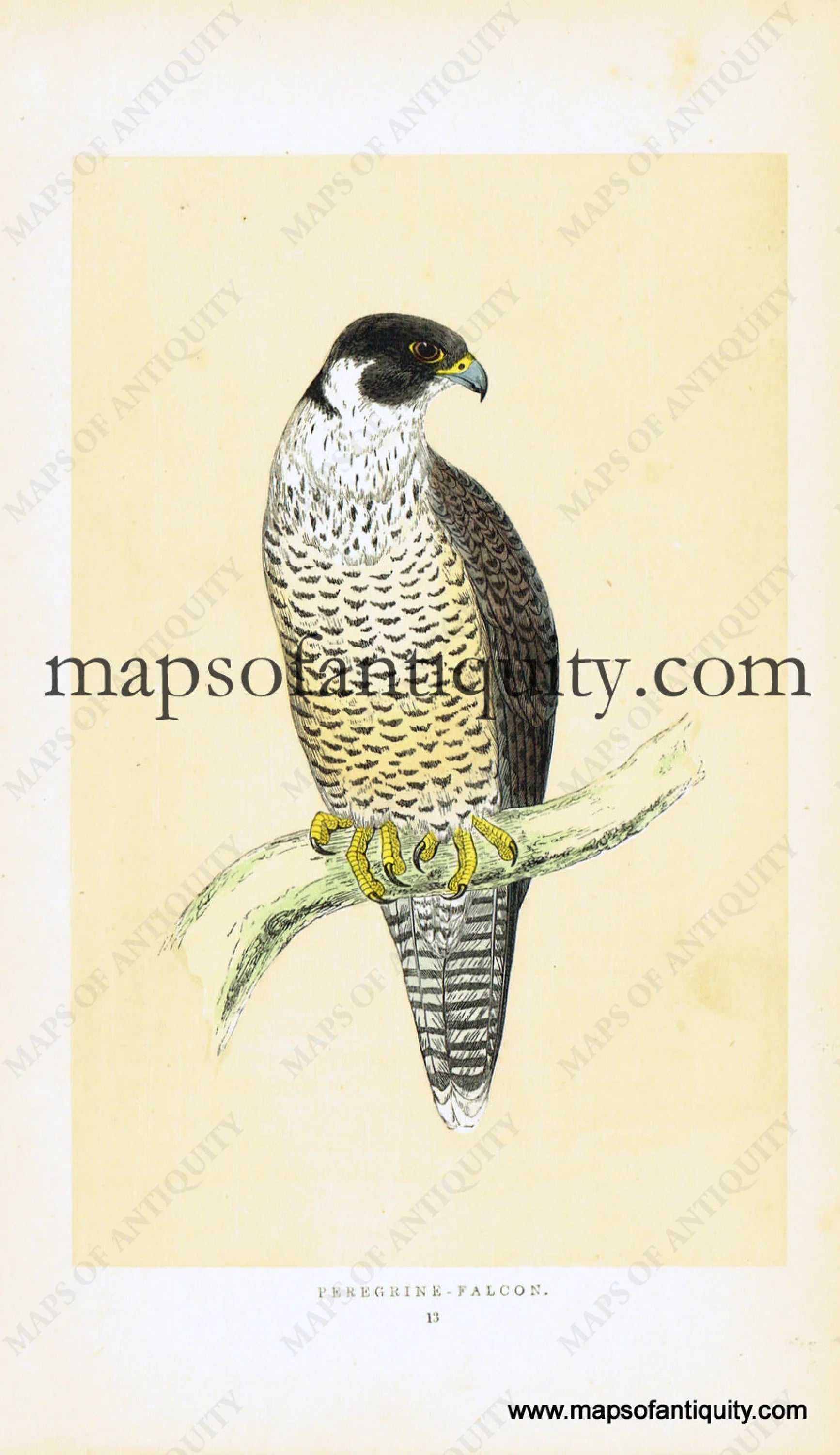 Anton Znaniecki ハヤブサ Falcon 絵画 Anton Znaniecki ハヤブサ Falcon 絵画 Anton Znaniecki