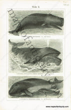 Load image into Gallery viewer, 1880S - Wale I. & Ii. Antique Print Genuine