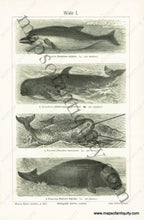 Load image into Gallery viewer, Antique-Black-and-White-Print-Wale-I.-&-Wale-II.-Antique-Prints-Natural-History-c.-1880s-Unknown-Maps-Of-Antiquity