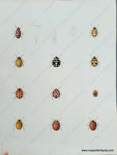 Load image into Gallery viewer, Genuine-Antique-Print-Spotted-Beetles---Ladybugs?-1854-Pease-Maps-Of-Antiquity