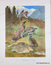 Load image into Gallery viewer, 1944 - Game Birds by Lynn Bogue Hunt - Twelve Vintage Prints of Quail, Ducks, Grouse, and more (priced individually)