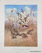 Load image into Gallery viewer, 1944 - Game Birds by Lynn Bogue Hunt - Twelve Vintage Prints of Quail, Ducks, Grouse, and more (priced individually)