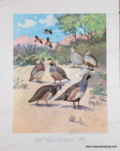 Load image into Gallery viewer, 1944 - Game Birds by Lynn Bogue Hunt - Twelve Vintage Prints of Quail, Ducks, Grouse, and more (priced individually)