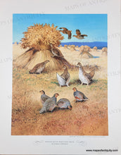 Load image into Gallery viewer, 1944 - Game Birds by Lynn Bogue Hunt - Twelve Vintage Prints of Quail, Ducks, Grouse, and more (priced individually)