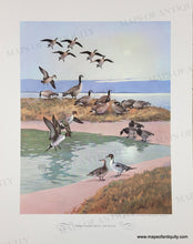 Load image into Gallery viewer, 1944 - Game Birds by Lynn Bogue Hunt - Twelve Vintage Prints of Quail, Ducks, Grouse, and more (priced individually)