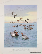 Load image into Gallery viewer, 1944 - Game Birds by Lynn Bogue Hunt - Twelve Vintage Prints of Quail, Ducks, Grouse, and more (priced individually)