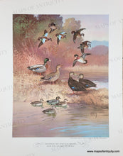 Load image into Gallery viewer, 1944 - Game Birds by Lynn Bogue Hunt - Twelve Vintage Prints of Quail, Ducks, Grouse, and more (priced individually)