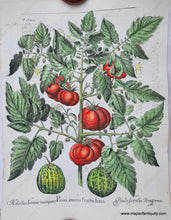 Load image into Gallery viewer, Specialty-Hand-Made-Reproduction-on-Antique-Paper-Tomato-and-melons---Poma-amoris-fructu-luteo-Reproduction--Maps-Of-Antiquity