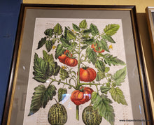 Load image into Gallery viewer, Specialty-Hand-Made-Reproduction-on-Antique-Paper-Tomato-and-melons---Poma-amoris-fructu-luteo-Reproduction--Maps-Of-Antiquity