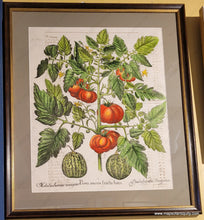 Load image into Gallery viewer, Specialty-Hand-Made-Reproduction-on-Antique-Paper-Tomato-and-melons---Poma-amoris-fructu-luteo-Reproduction--Maps-Of-Antiquity
