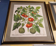 Load image into Gallery viewer, Specialty-Hand-Made-Reproduction-on-Antique-Paper-Tomato-and-melons---Poma-amoris-fructu-luteo-Reproduction--Maps-Of-Antiquity