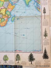 Load image into Gallery viewer, 1968 - Untitled World Map With Trees Of The United States Vintage Genuine