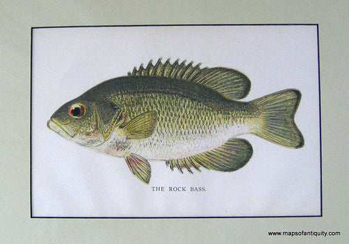 Lithograph-The-Rock-Bass-Natural-History-Fish-1895-Unknown-Maps-Of-Antiquity