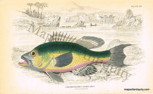 Antique-Hand-Colored-Engraved-Illustration-Centropristes-Nigricanus.-Natural-History-Prints-Fish-1835-Jardine-Maps-Of-Antiquity