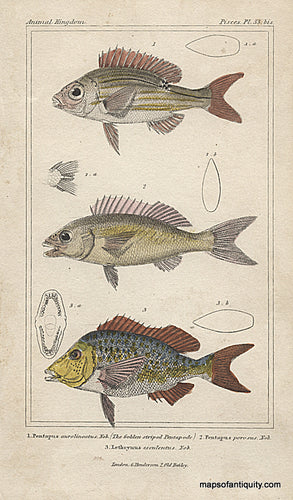 Antique-Hand-Colored-Engraved-Illustration-Animal-Kingdom-Pisces-Natural-History-Prints-Fish-1837-Cuvier-Maps-Of-Antiquity