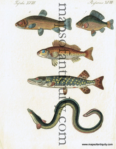 Antique-Hand-Colored-Engraved-Illustration-Fish-&-Eel-Natural-History-Prints-Fish-1810-Bertuch-Maps-Of-Antiquity