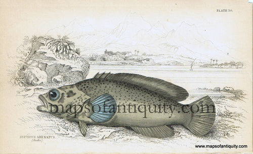 Antique-Hand-Colored-Engraved-Illustration-Rypticus-arenatus-Natural-History-Prints-Fish-1834-Jardine-Maps-Of-Antiquity