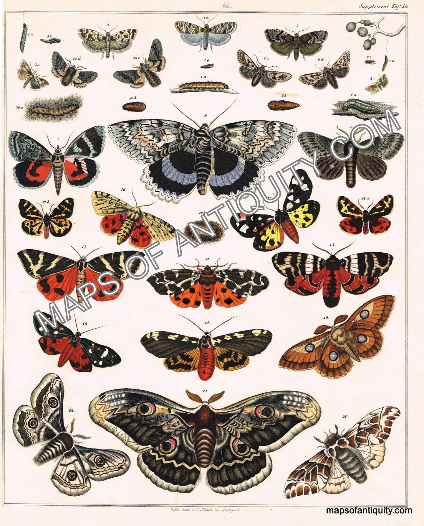 Hand-colored-engraving-Allegemine-Naturgeschichte-v.-Zoologie-Schmetterlinge---Butterflies-Natural-History-Insects-1833-Oken-Maps-Of-Antiquity