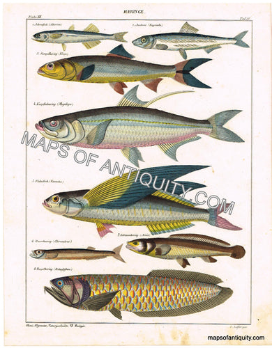 Hand-colored-engraving-Allegemine-Naturgeschichte-VI.-Zoologie-Haeringe---Herring-Natural-History-Fish-1845-Oken-Maps-Of-Antiquity