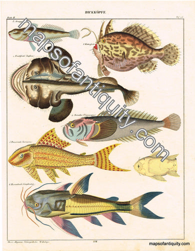 Hand-colored-engraving-Allegemine-Naturgeschichte-v.-Zoologie-DickkÃƒÂ¶pfe---Fish-Natural-History-Fish-1840-Oken-Maps-Of-Antiquity